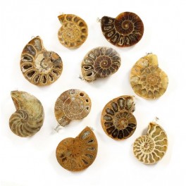 Madagascan Ammonite Pendant